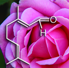 Aroma Therapy training from RJ Buckle